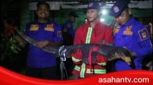 Petugas Damkar Asahan Evakuasi Biawak Masuk Ke Dalam Rumah Warga